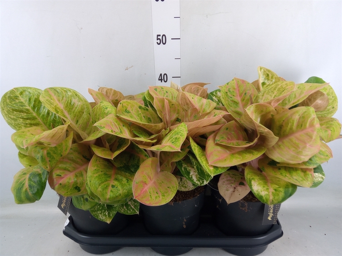 <h4>Aglaonema   ...</h4>