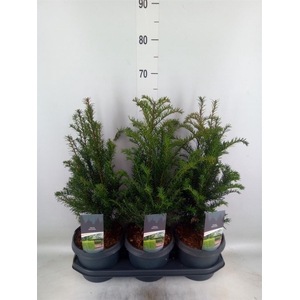 Taxus baccata