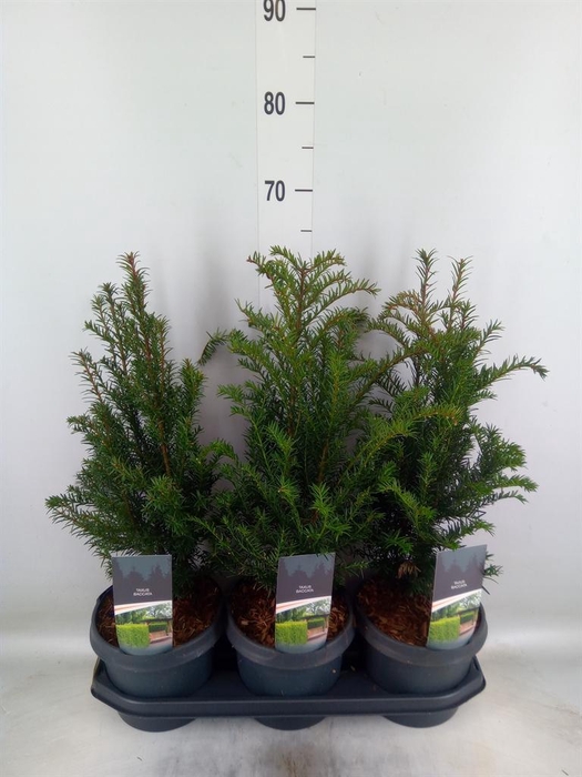 <h4>Taxus baccata</h4>