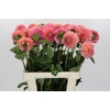 Dahlia Linda's Baby