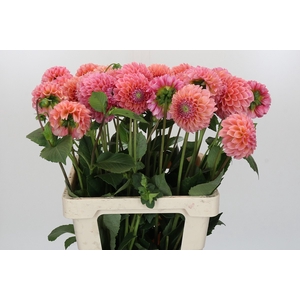 Dahlia Linda's Baby