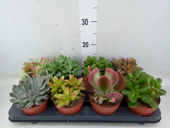 <h4>Succulents   ...</h4>