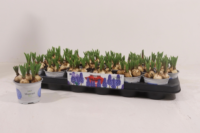 <h4>Muscar Big Smile</h4>