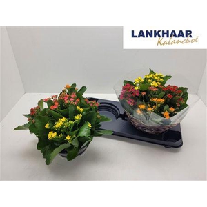 Kalan Bl Gem In Pot