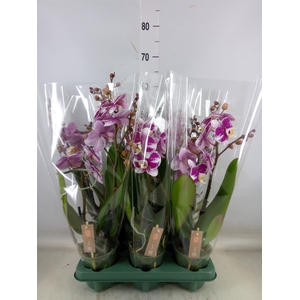 Phalaenopsis   ...red