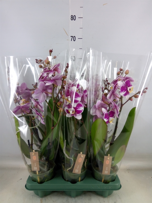<h4>Phalaenopsis   ...red</h4>