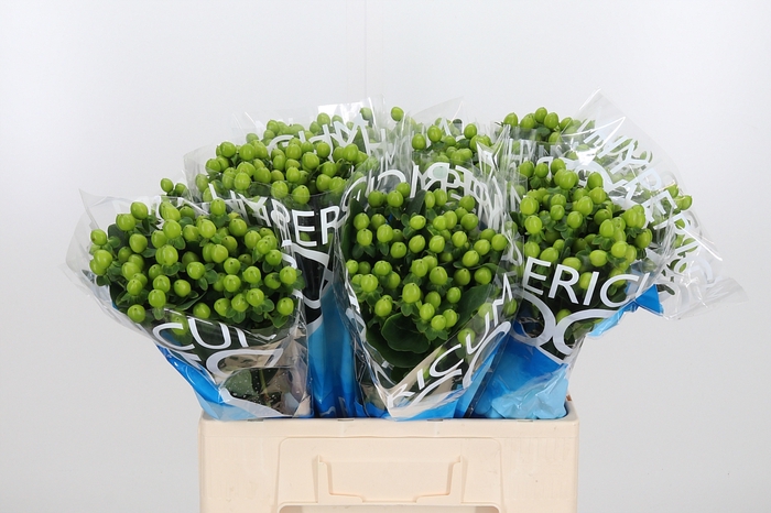<h4>Hyp Coco Bamboo</h4>