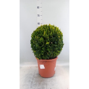 Buxus semp.   ...