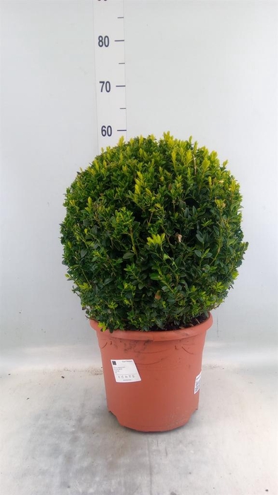 <h4>Buxus semp. ...</h4>