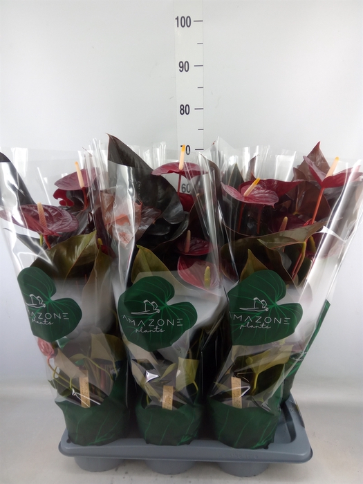 <h4>Anthurium andr. 'Delicata'</h4>