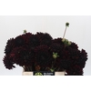 Dahlia Black Destiny