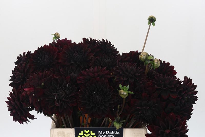 <h4>Dahlia Black Destiny</h4>