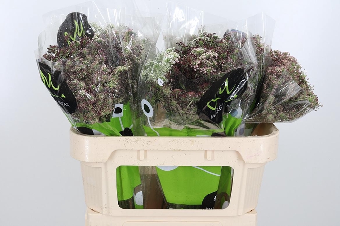 <h4>Daucus Carota</h4>