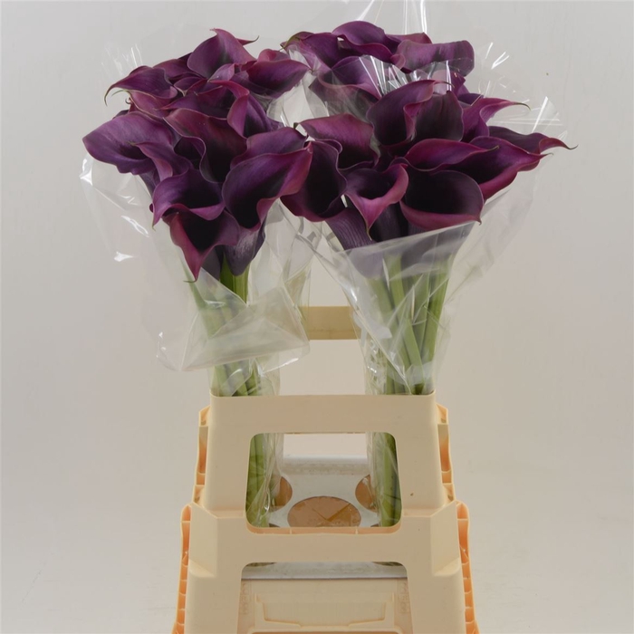 <h4>Calla Rudolph</h4>