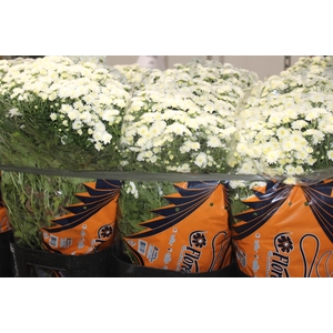 CRISANTEMO BOLA BELGA JASODA P20 BRANCO