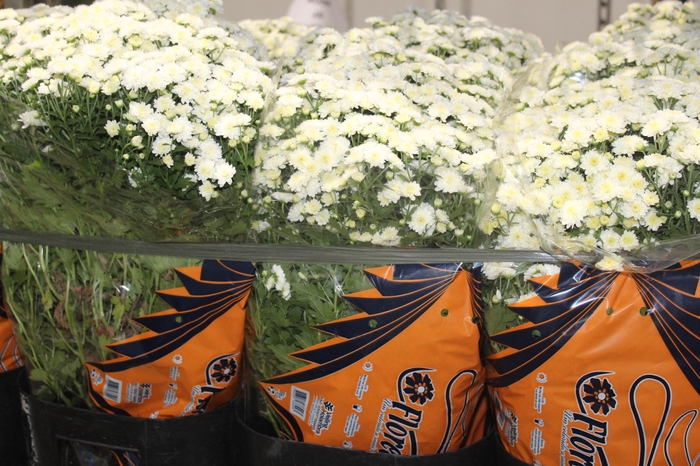 CRISANTEMO BOLA BELGA JASODA P20 BRANCO