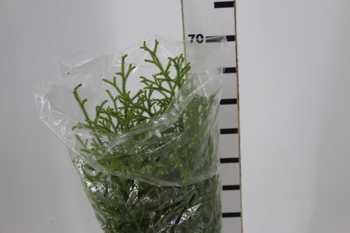 <h4>FOLHAGEM LYCOPODIUM</h4>