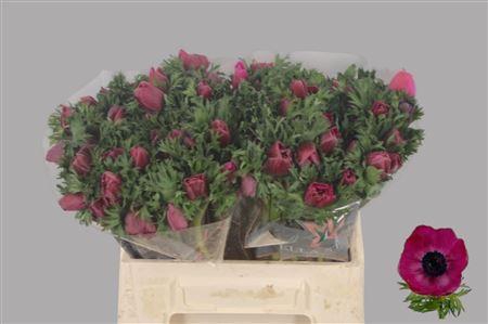Anemone Galil Purper