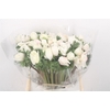 Anemone Mistral Pure White