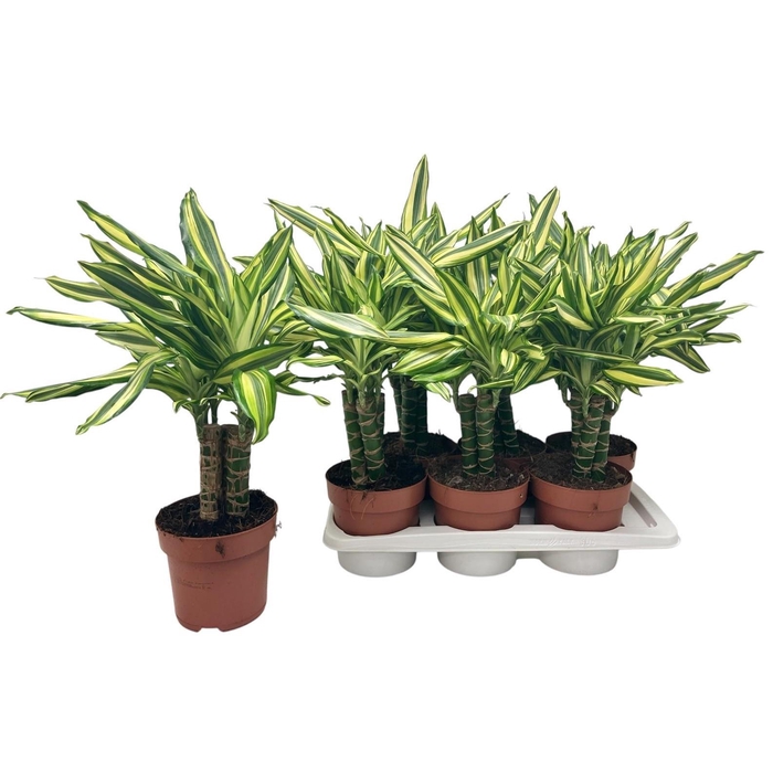 <h4>DRA FRAG OV</h4>