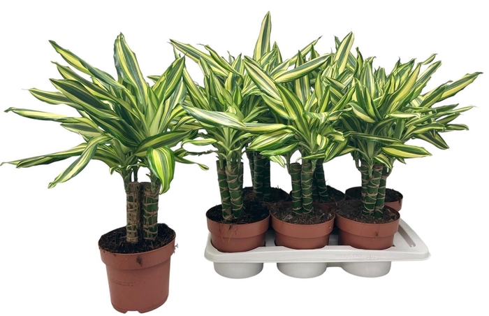 <h4>DRA FRAG OV</h4>