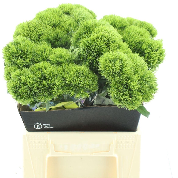 <h4>Di Barb Kiwi Mellow</h4>