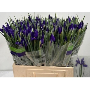 IRIS BLUE MAGIC