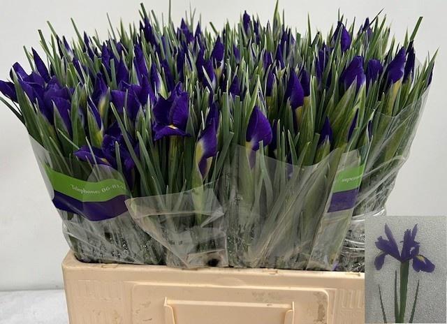 <h4>IRIS BLUE MAGIC</h4>