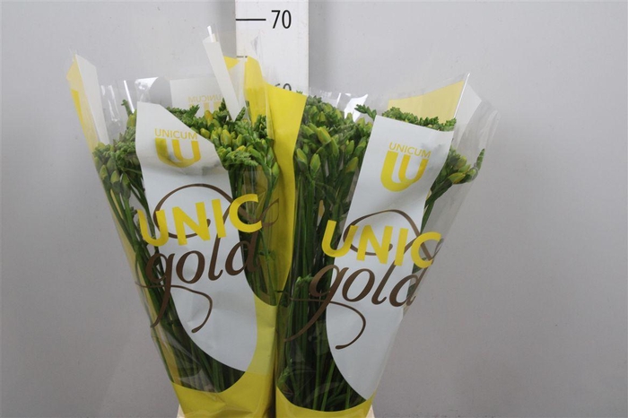 <h4>Fr Du Marseille</h4>