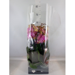 Phalaenopsis  'Jupiter'