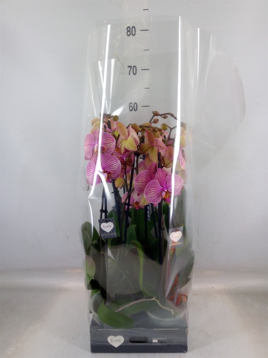 <h4>Phalaenopsis  'Jupiter'</h4>