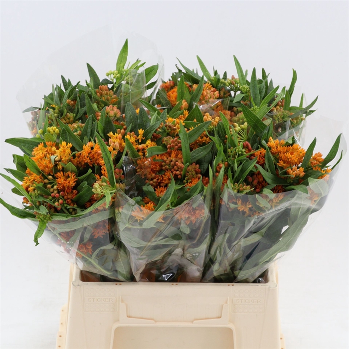 <h4>Asclepias Tuberosa</h4>