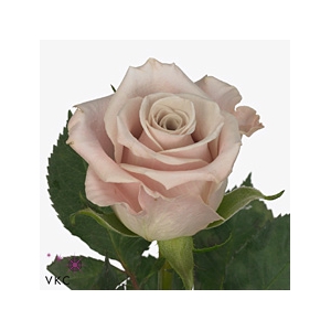 Rosa ec menta