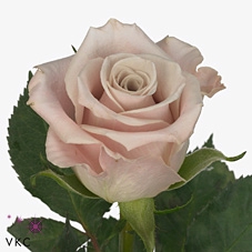 <h4>Rosa ec menta</h4>