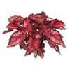 BEGONIA BELEAF INCA NIGHT P15 PO