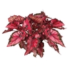 BEGONIA BELEAF INCA NIGHT P15 PO