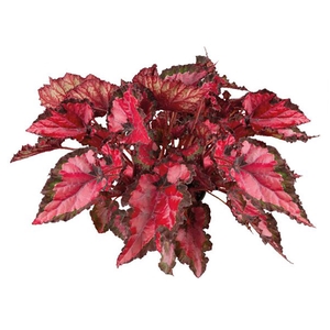 BEGONIA BELEAF INCA NIGHT P15 PO