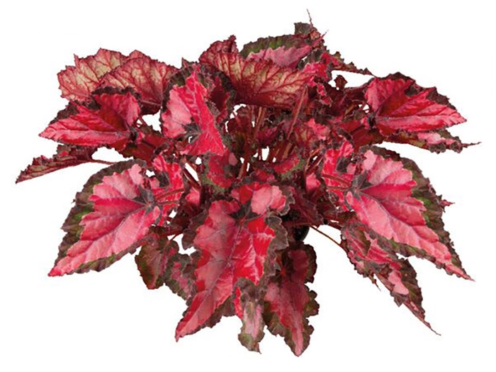 <h4>BEGONIA BELEAF INCA NIGHT P15 PO</h4>