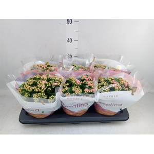 Kalanchoe blos. 'RosDon Alano'