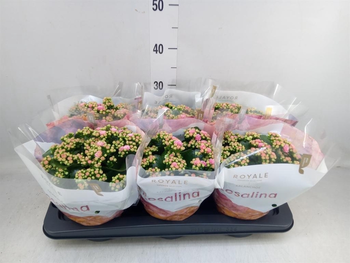 <h4>Kalanchoe blos. 'RosDon Alano'</h4>