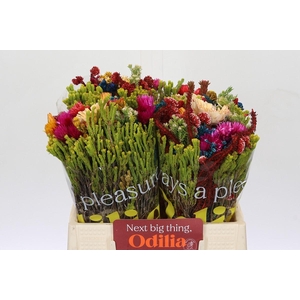 BQ Kaaps Groen Mandarin