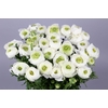 Ranunculus Clooney Alaska Super