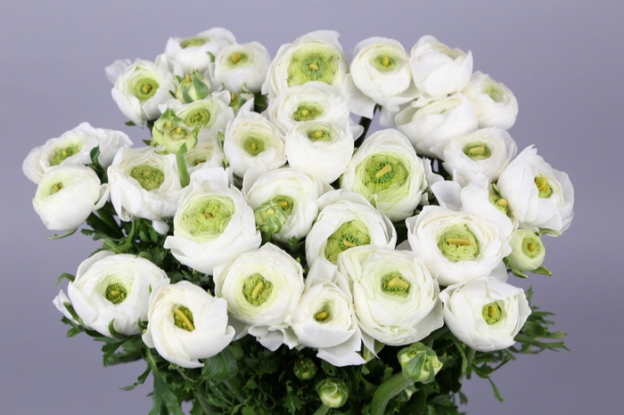 Ranunculus Clooney Alaska Super