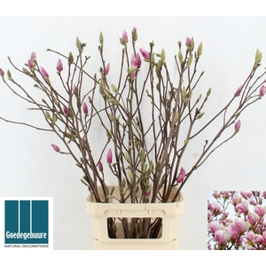 MAGNOLIA GRANDIFLORA