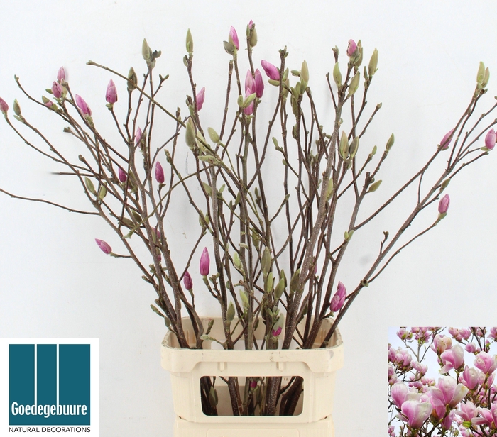 <h4>MAGNOLIA GRANDIFLORA</h4>