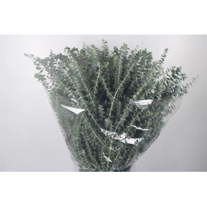 Euc Baby Blue Per Bunch 200 Gram