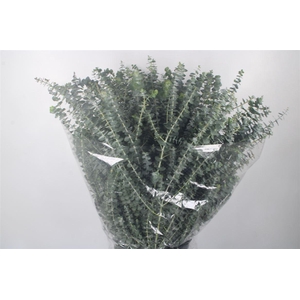 Euc Baby Blue Per Bunch 200 Gram