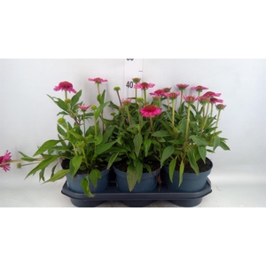 Echinacea  'Delicious Candy'