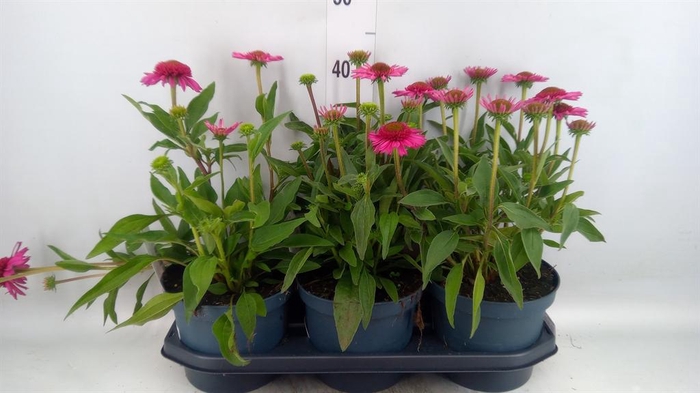 <h4>Echinacea  'Delicious Candy'</h4>