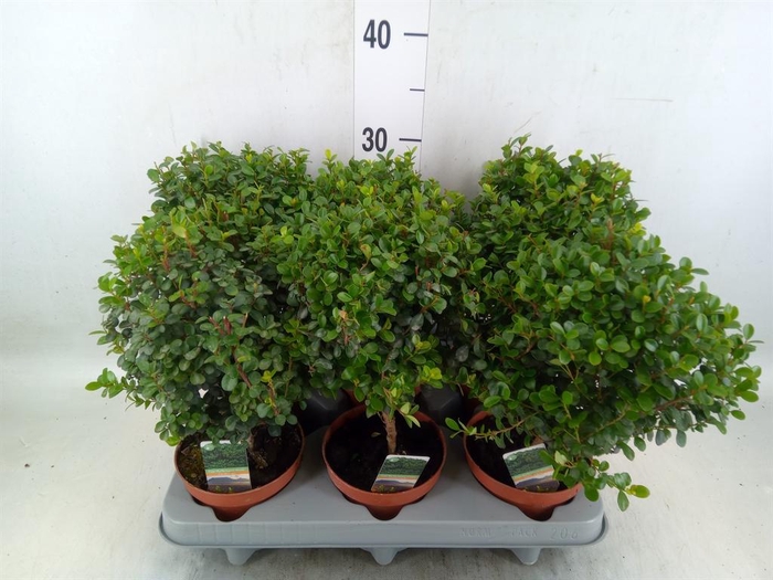 <h4>Myrsine africana</h4>